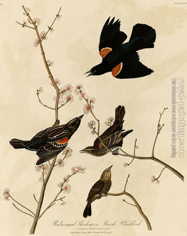 John James Audubon : Red winged starling or marsh blackbird